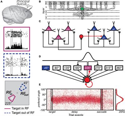 Persistent Activity During Working Memory From Front to Back